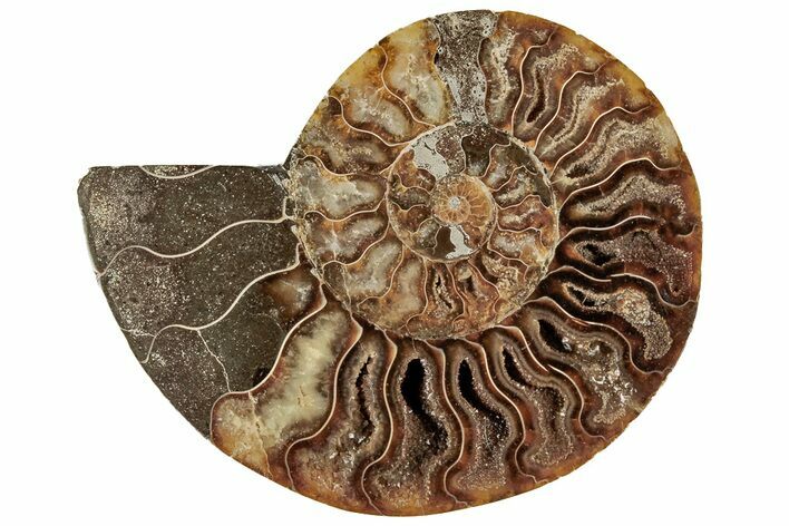 Cut & Polished Ammonite Fossil (Half) - Crystal Filled Chambers #191673